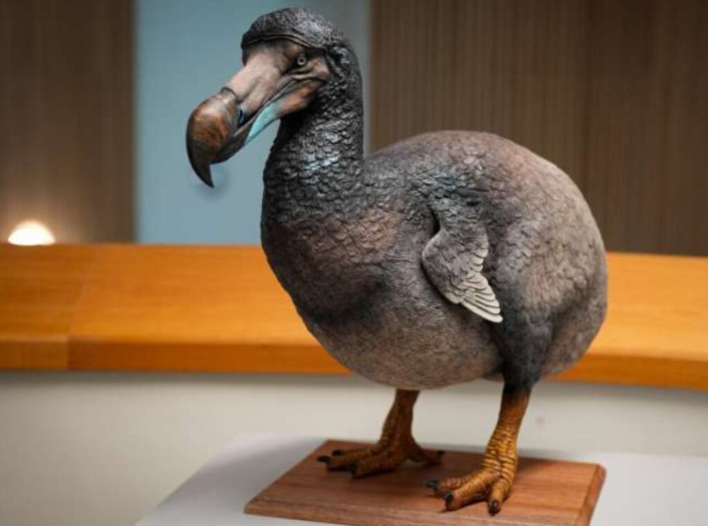 extinción del dodo - literatura científica