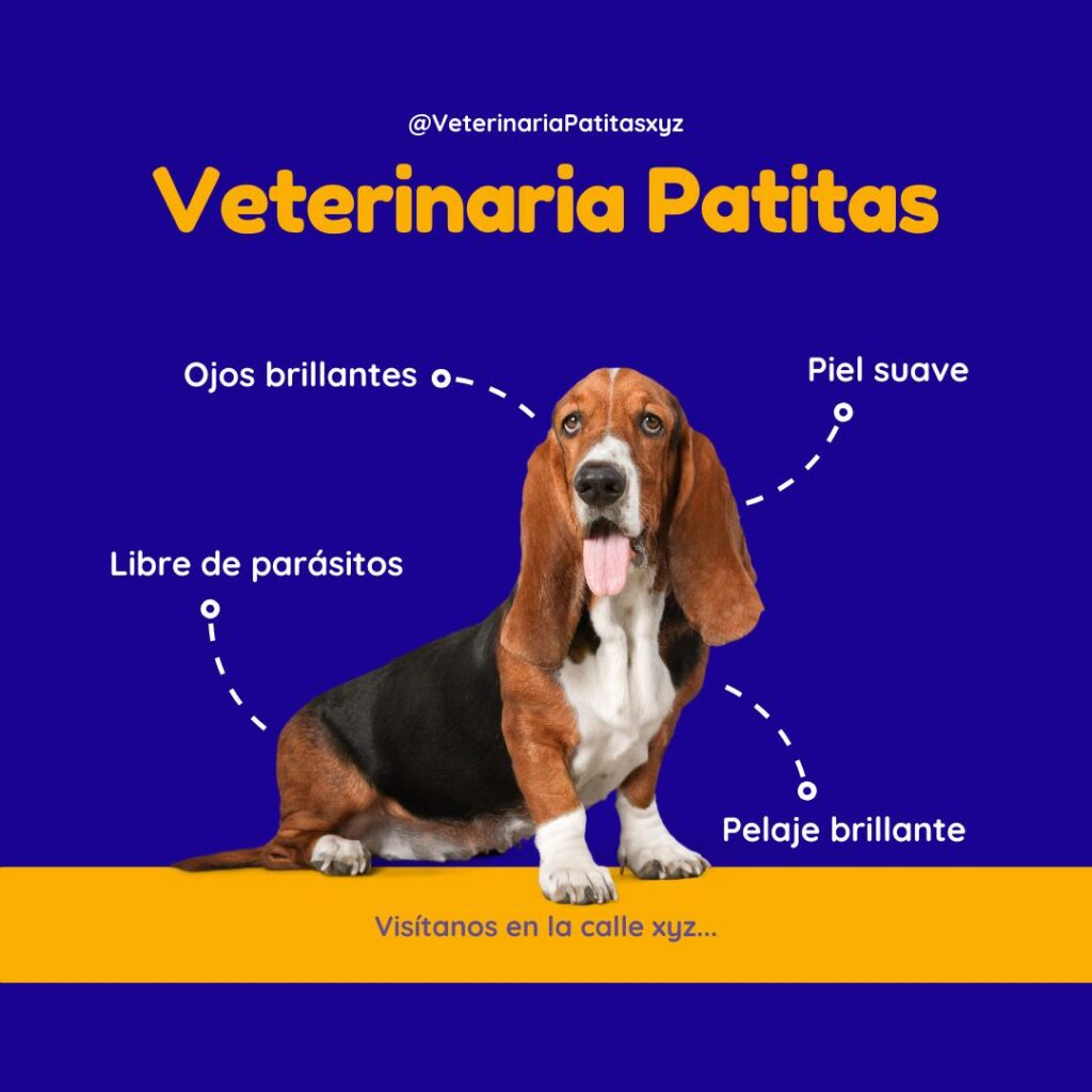 Veterinaria Patitas - ejemplo canva - post - instagram